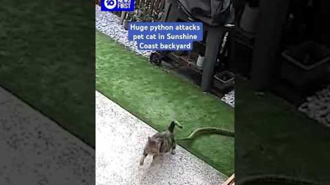 Huge Python Attacks Cat In Sunshine Coast Backyard | 10 News First