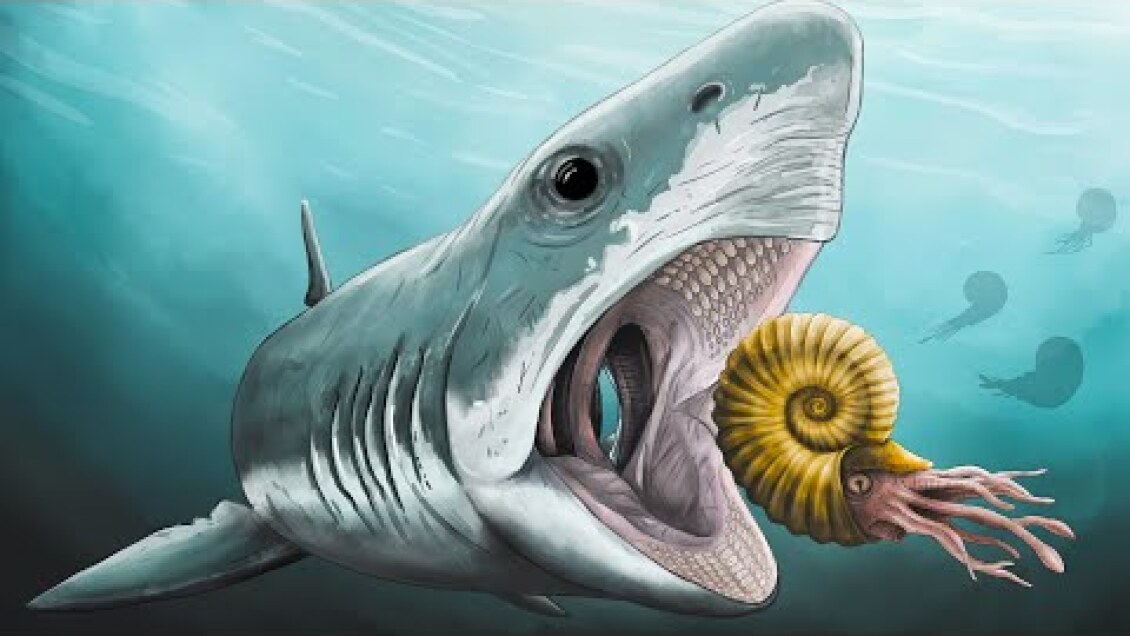 The Giant Prehistoric Crushing Shark - Ptychodus