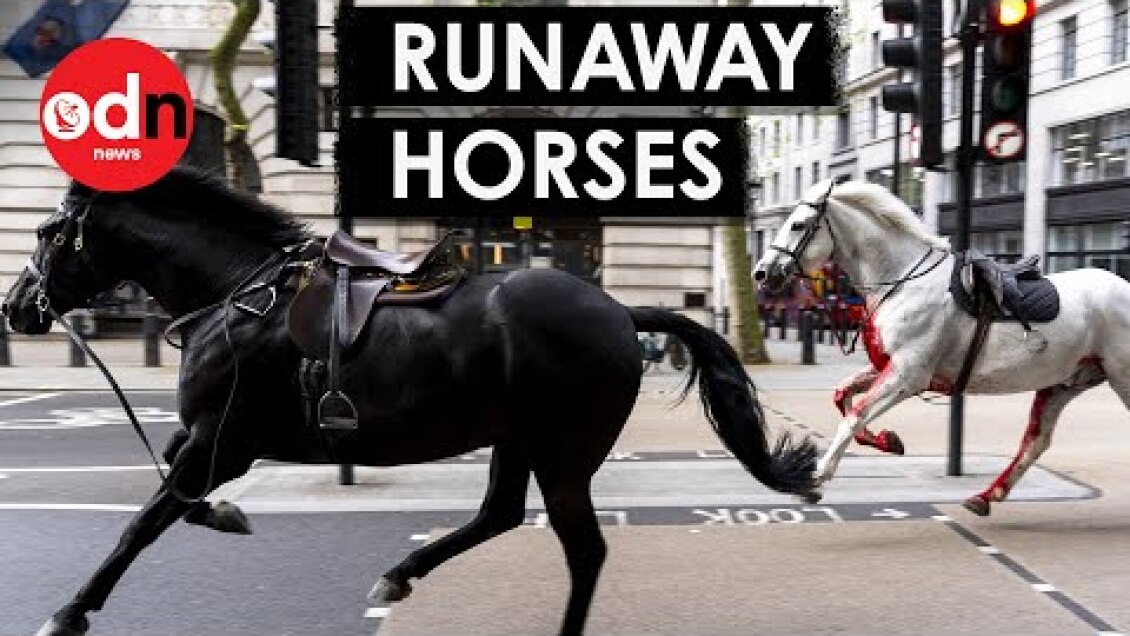 Shocking Moment ‘Blood-Covered’ Horses Run Rampage in Central London