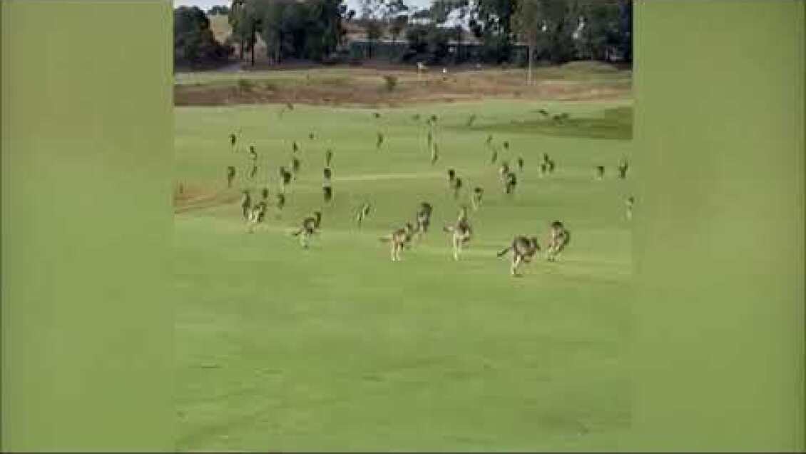 'Stampede' of kangaroos invades Melbourne golf course (Australia) 7/March/2024