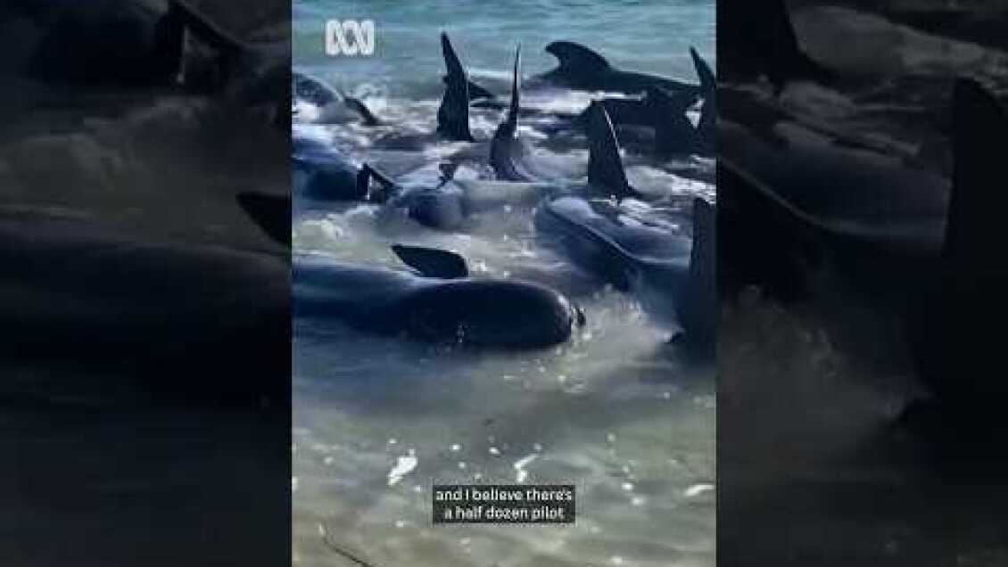 Mass whale stranding in WA | ABC News