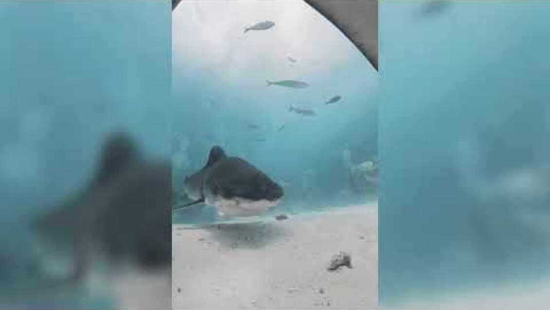 Tiger shark eats underwater camera