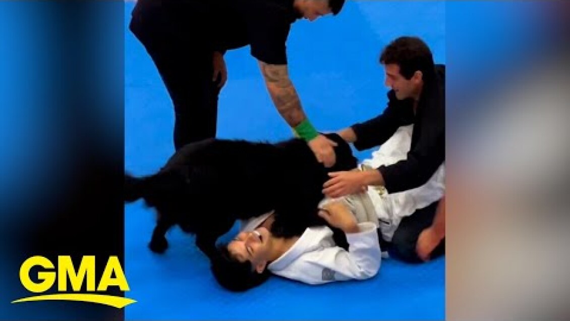 Concerned dog hilariously interrupts jiu-jitsu tournament | GMA