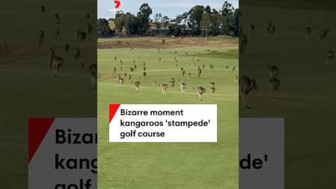 Bizarre moment kangaroos ‘stampede’ golf course
