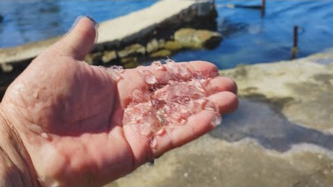 Ναύπλιο: Πρόβλημα σε παραλίες με πλαγκτόν και μέδουσες