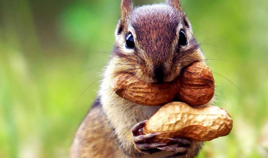 squirrel_peanuts