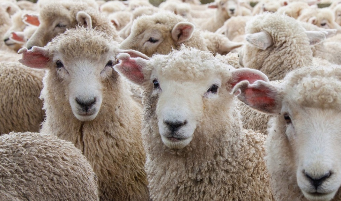 sheep_