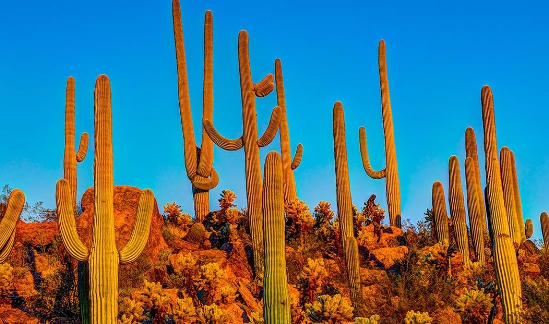 saguaro-national-park-arizona-