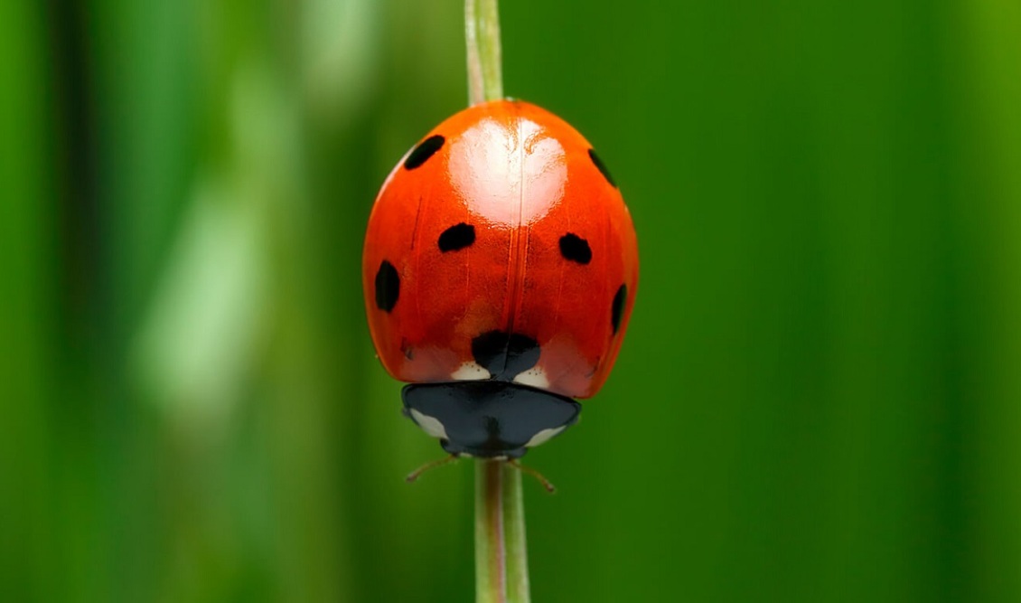 animals_ladybug
