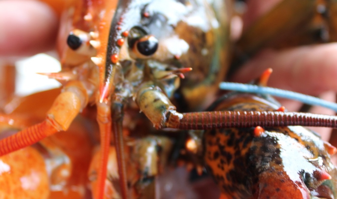 obster-maine-