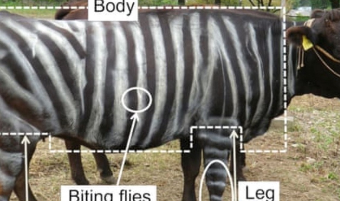 zebra_cow