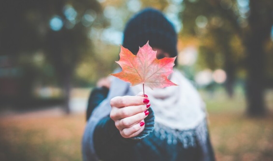 young-girl-holding-autumn-colored-maple-leaf-2-picjumbo-com