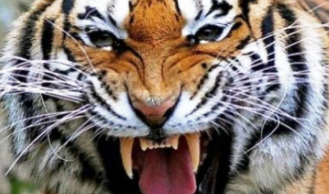 tigrhs