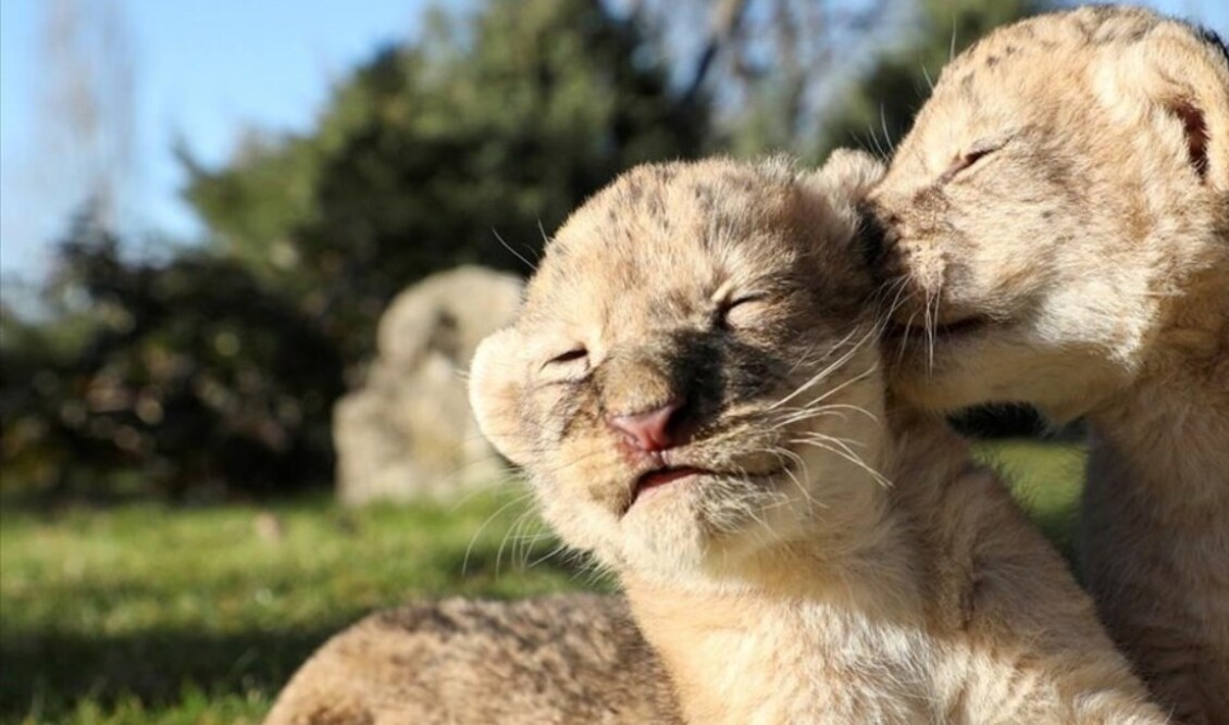 five-day-old-lion-cubs-rest-at-a-safari-park-in-belogorsk