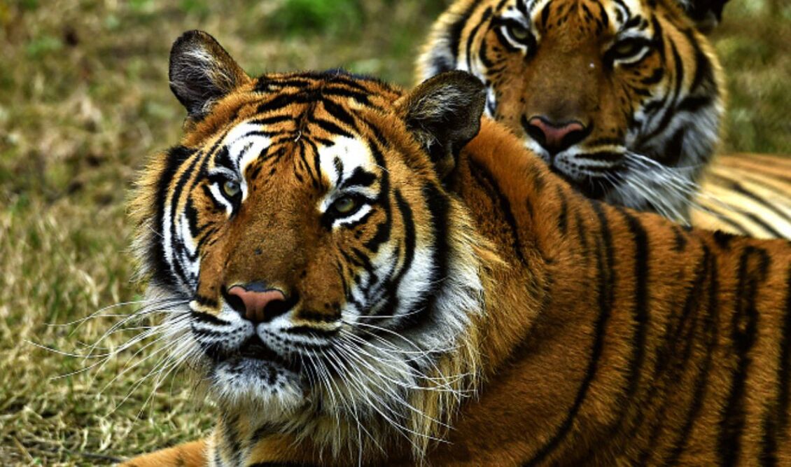 bengal_tigers