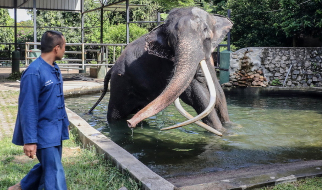 MuthuRaja_Thailand_Elephant_Ape
