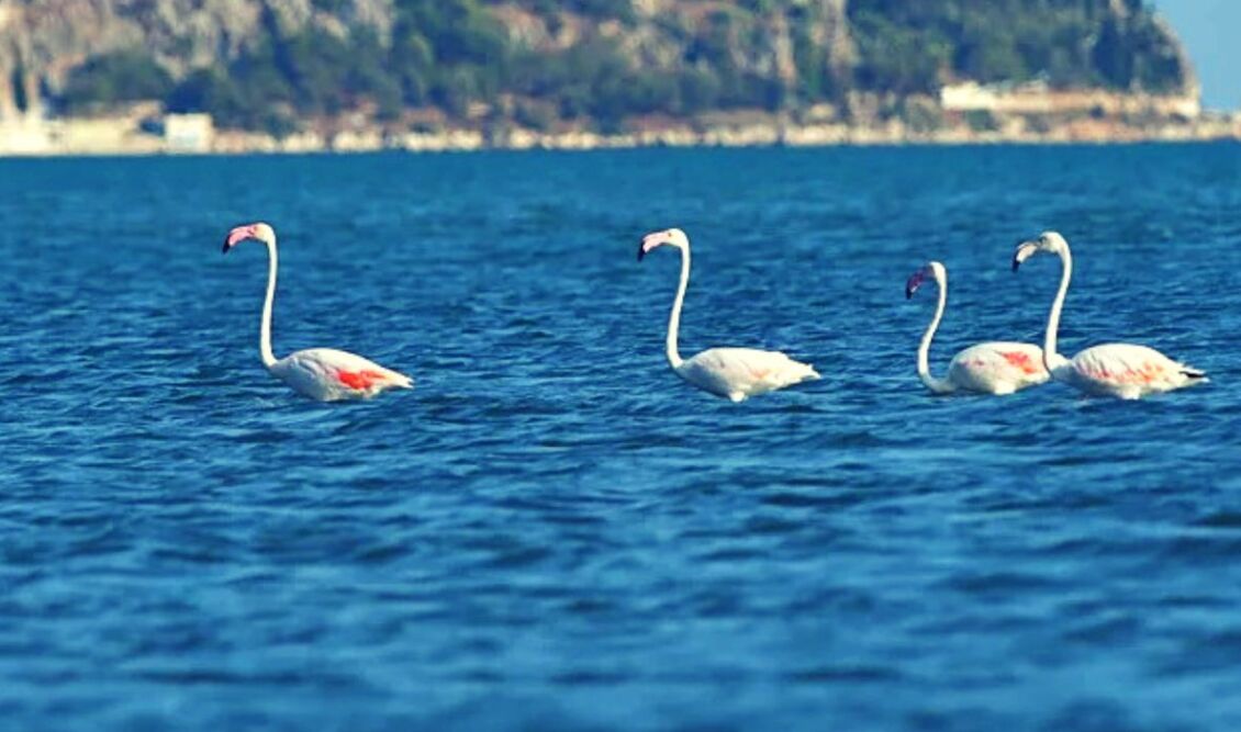 flamingo_nafplio