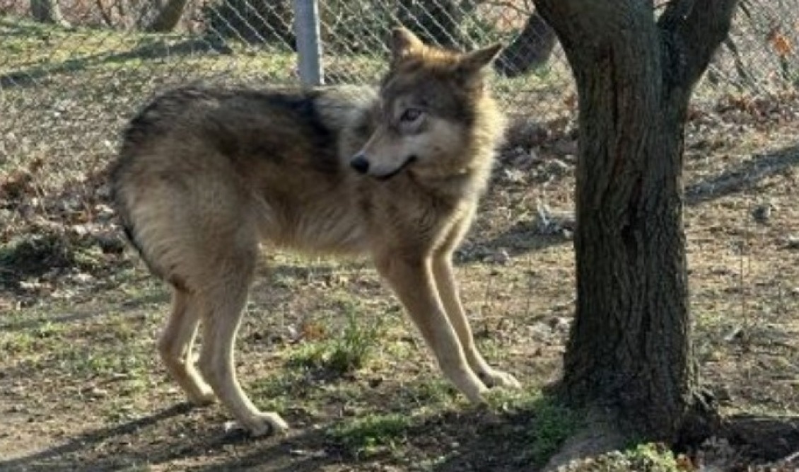 lykos-wolf