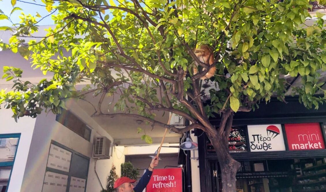 Ναύπλιο: Πυροσβέστες έσωσαν γάτα που είχε παγιδευτεί σε δέντρο για τρεις ημέρες