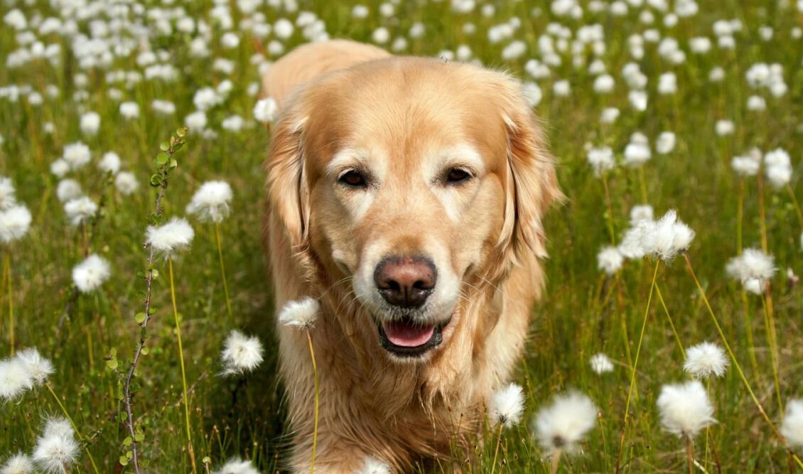Golden Retriever σκύλος παίζει με οικογένεια