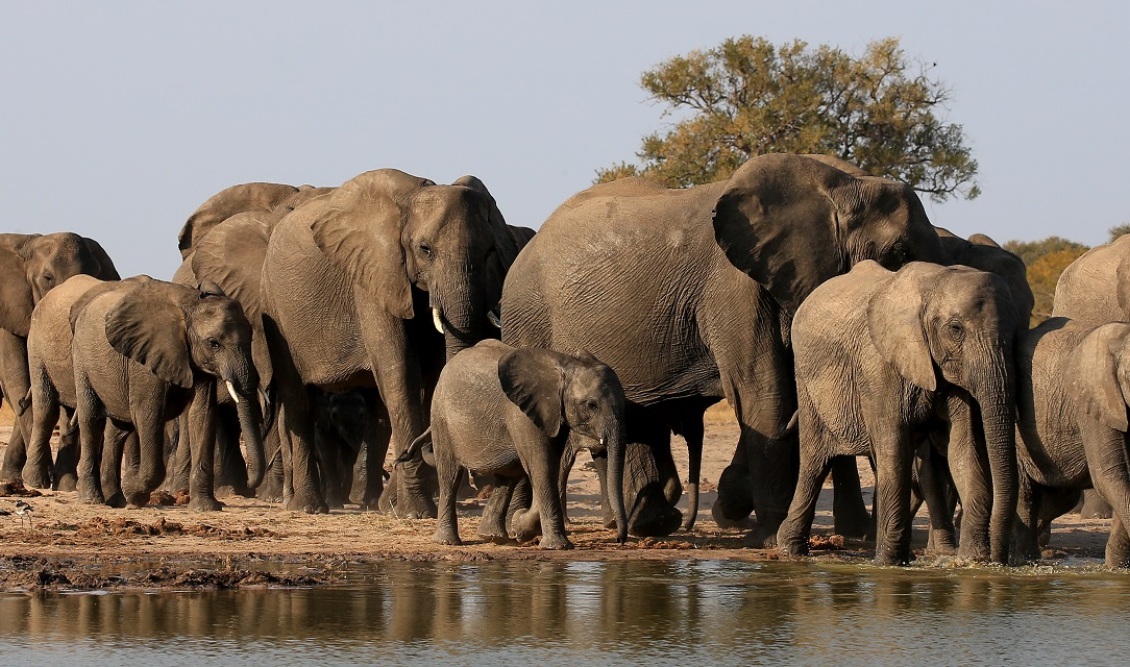 Elephants-walking