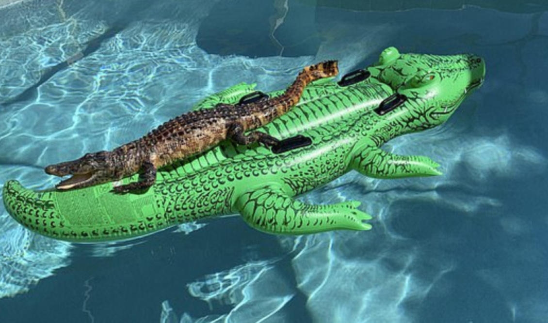 aligatoras
