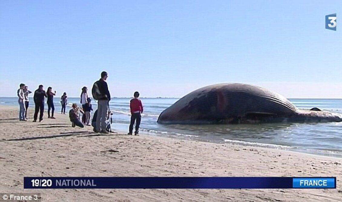 mediadefaultimages1415700219021_wps_13_a_whale_stranded_on_a_bea