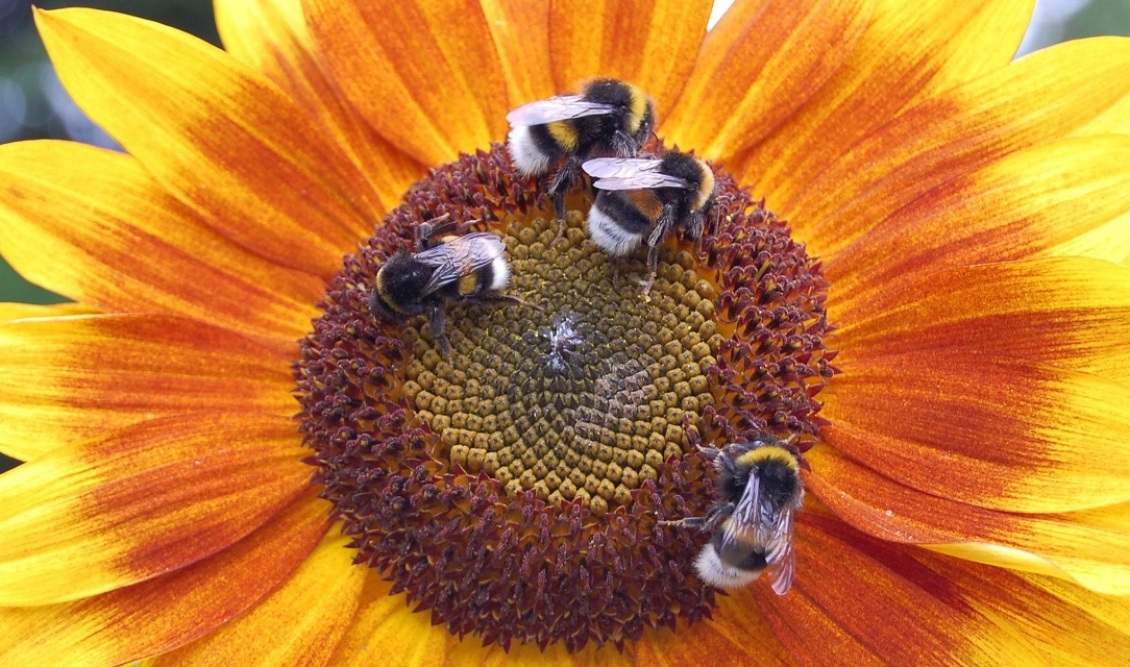 sunflowers-bumblebees