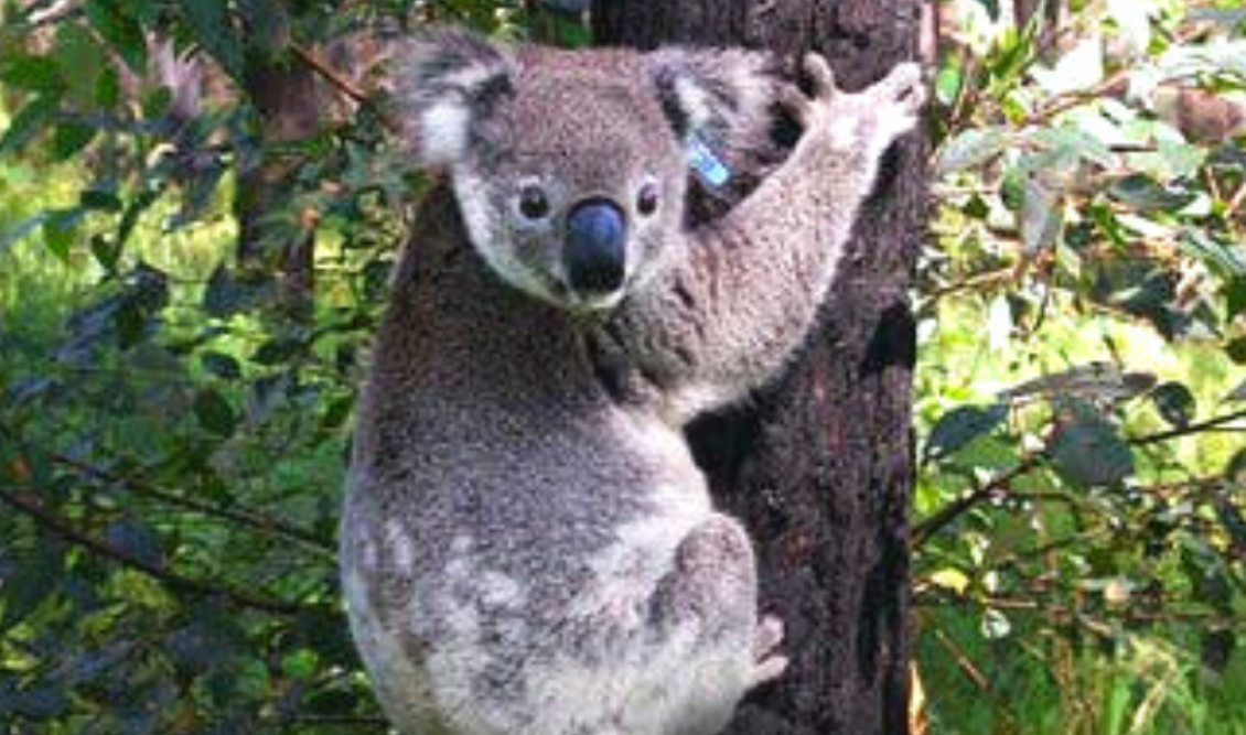 koala_australia