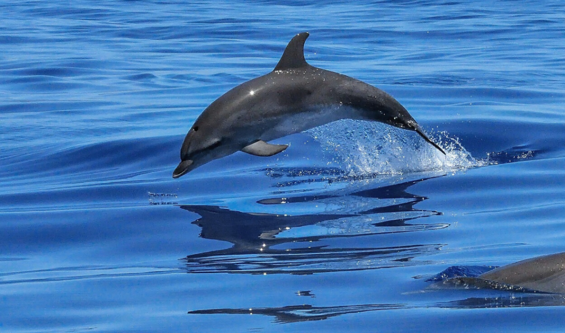 delfinia_thermaikos