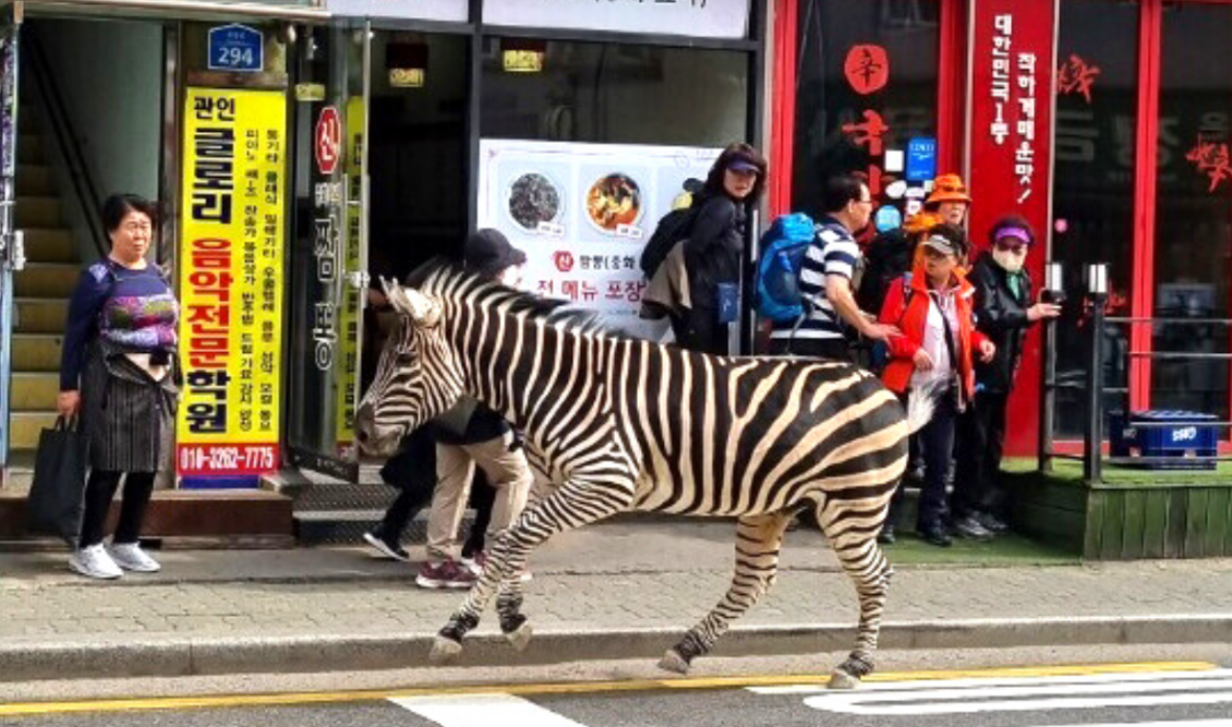 zebra-notia-korea