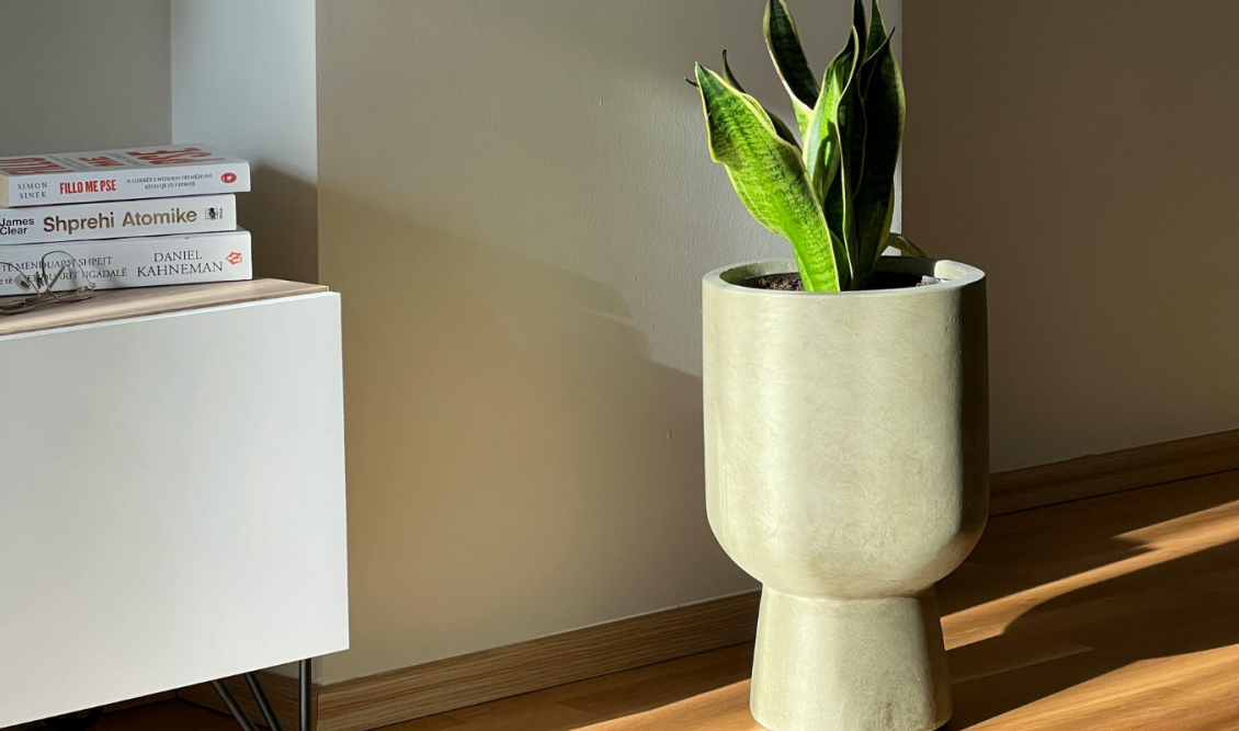 snake_plant