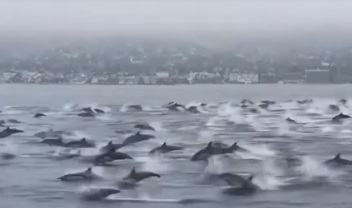 dolphins_