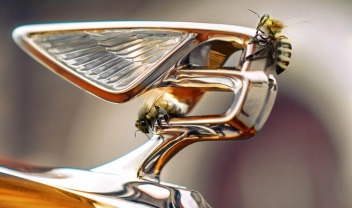 flying-bees-bentley