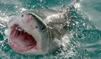 great-white-shark-