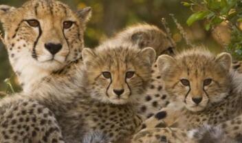 cheetah-mom-cubs_jpg_adapt__945_1