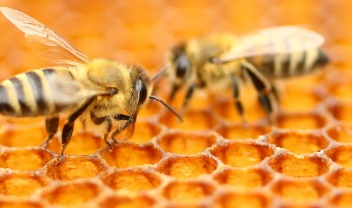 43534_honeybees-