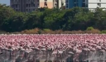 roz-limnes-flamingko-moumpai