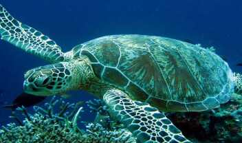 omilo-blog-sea-turtle-001