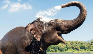 bathing-elephants-in-thailand1170