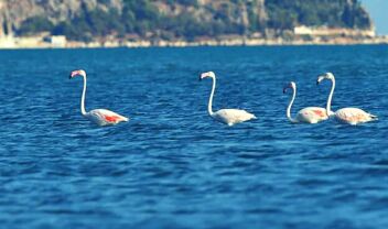flamingo_nafplio