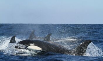 orca-