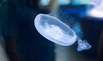 medusa-nafplio