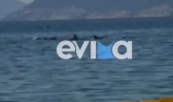 Ένα κοπάδι 20 δελφινιών και μια φώκια συνόδευσαν τη βάρκα ψαρά (Βίντεο)