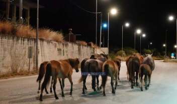 Άλογα στο δρόμο της Κεφαλονιάς 