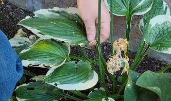 hostas-kladema-fthinoporou