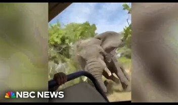 Watch: Terrifying moment elephant charges tourists on Zambia safari