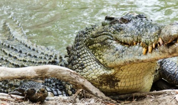 _crocodile