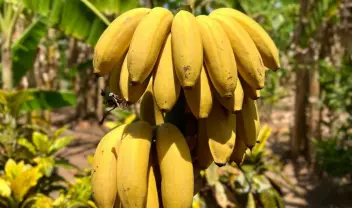 manavis-bananes-psigeio