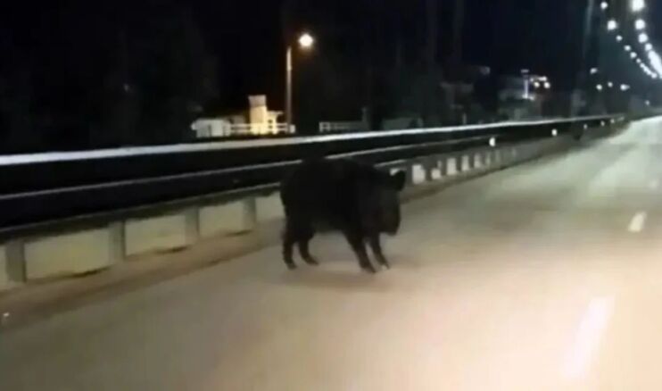 Ιωάννινα: Αγριογούρουνο βγήκε… βόλτα σε κεντρική λεωφόρο της πόλης (Βίντεο)
